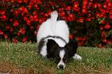 EPAGNEUL PAPILLON 005